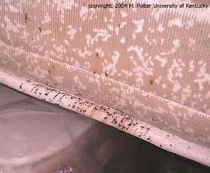 Tell-tale spots on a mattress